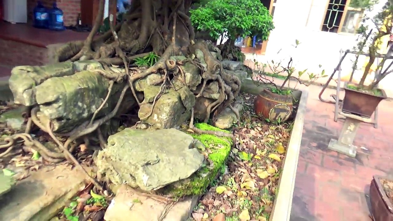 bonsai Ha Tay