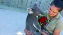 Cute Koalas Playing  Fun