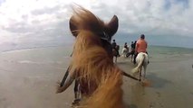Horse Riding - Icelandic Horses for