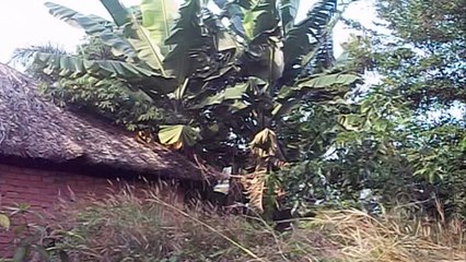 Nghe ca cổ bài chợ mới an giang