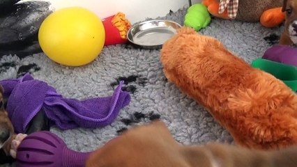 53ème Vidéo La propreté avec NYL de STAFFORDLAND