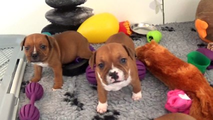 54ème Vidéo NIFTY de STAFFORDLAND