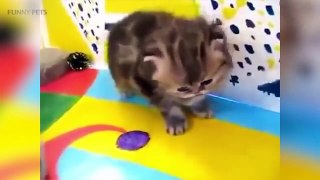 Cats are AWESOME  Cute Funny Cats Compilati Pets]