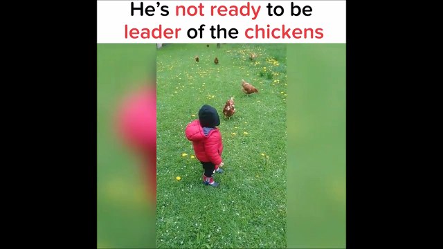 Ce bébé n'est pas pret à etre le maitre des poules... Ahaha