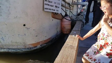 Un lion de mer attrape une petite fille