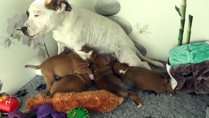 61ème Vidéo Maman et ses p'tits Oeufs de STAFFORDLAND