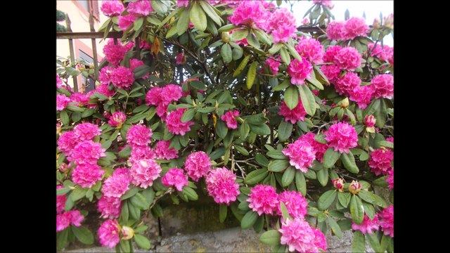 Nos fleurs et les dèco autour de notre maison avec le chant des grillons