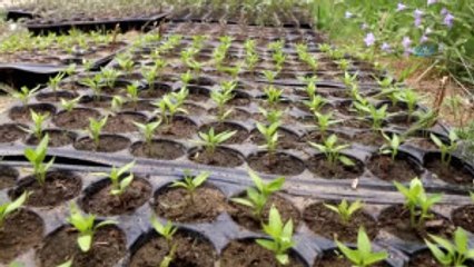 Kazdağları'nda Yerli Tohumları Güçlendiriyorlar