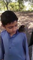 speaking bird. manshallah