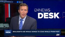 i24NEWS DESK | Biologists use whale songs to coax whale from port | Sunday, 21st May 2017