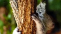 Cute Koalas Playing  Funny Koala Bears [Funny Pets]asd