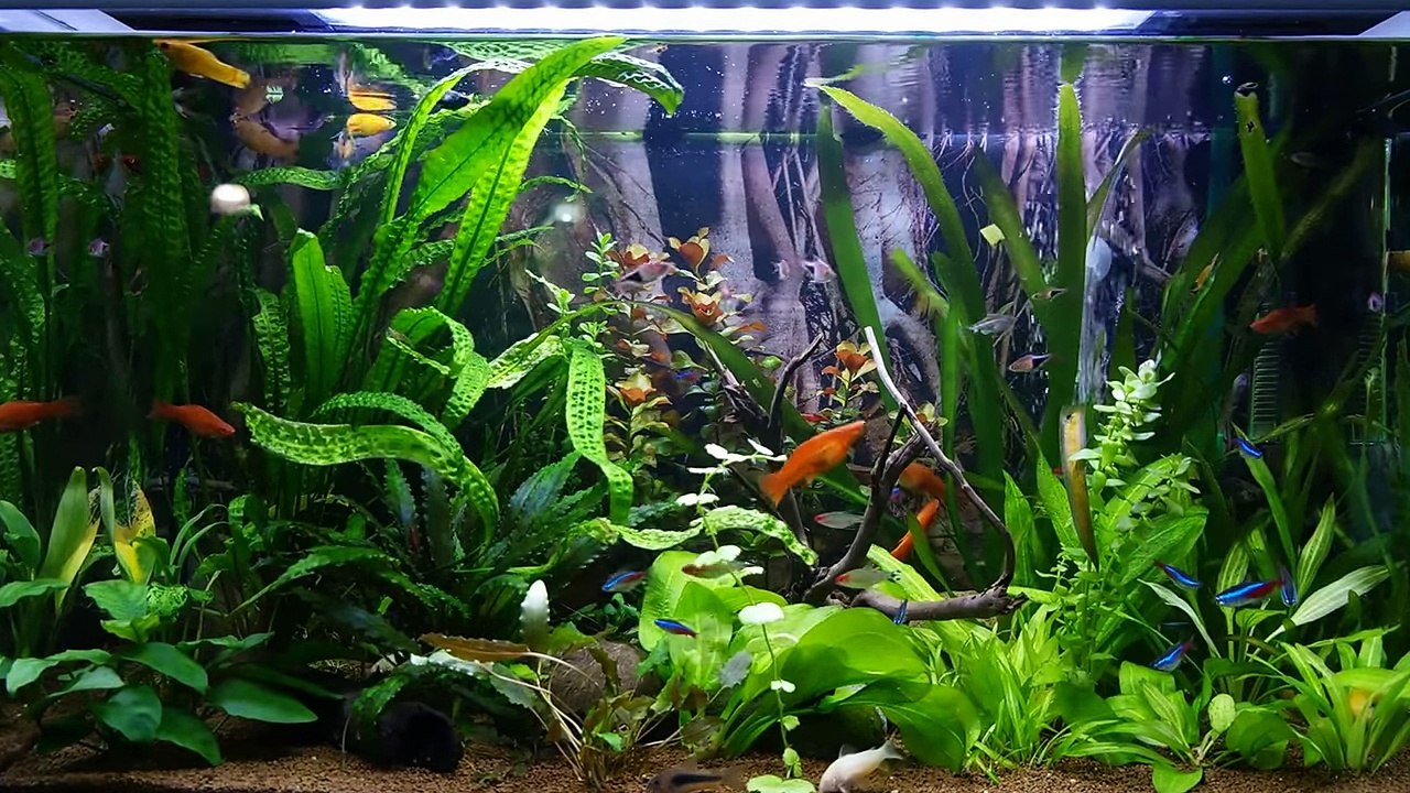 Bitkili Akvaryum (Planted aquarium)