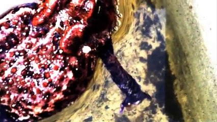 Bombs over Broadway - Pop Rox Official Music Video