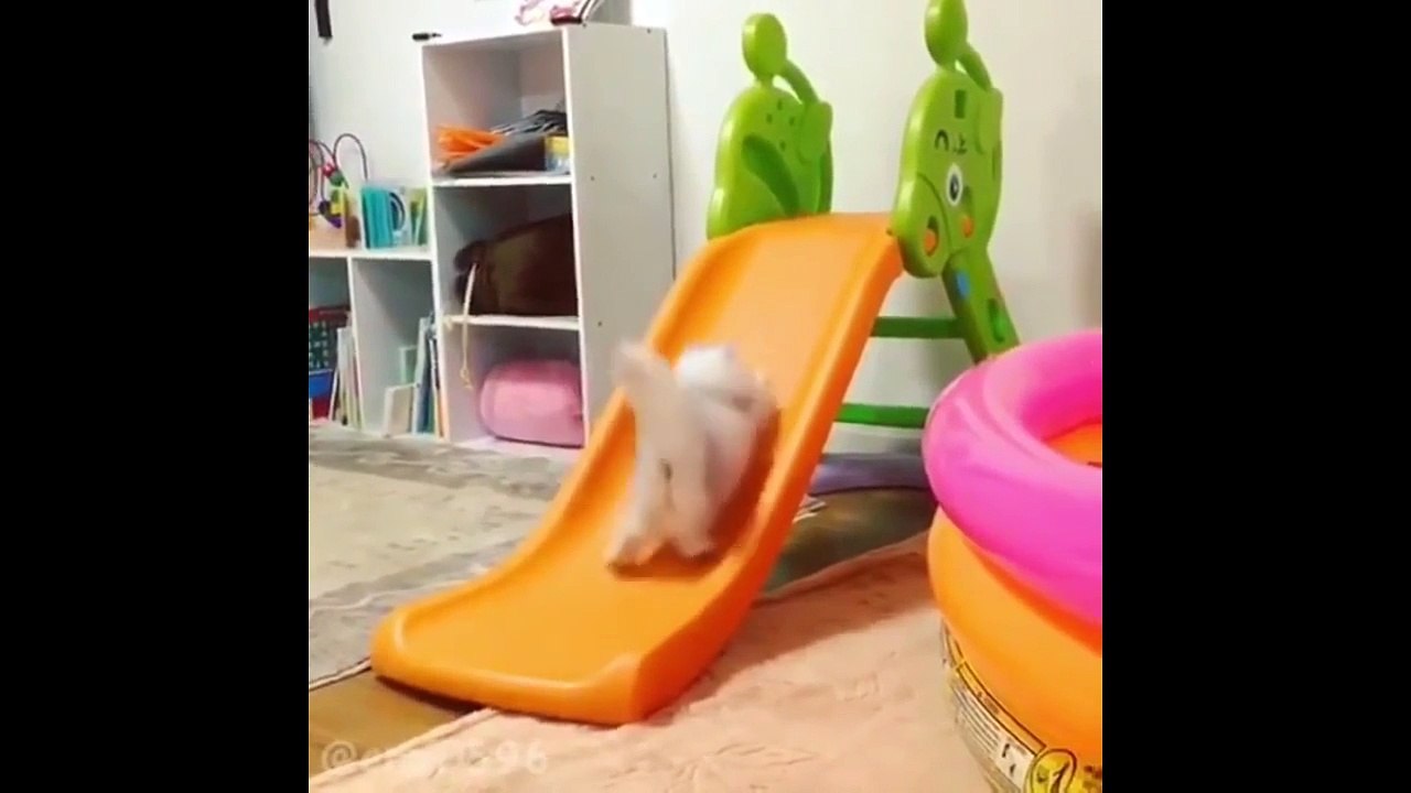 Funny Cats Compilation 2017   Best Funny Cat Videos Ever