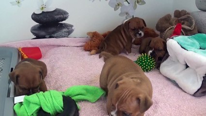 63ème Vidéo Les p'tits Oeufs de STAFFORDLAND