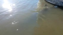 Deniz Aslanı Küçük Kızı Az Daha Öldürüyordu