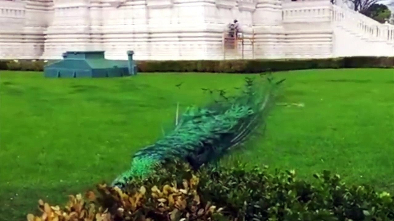 Absolutely Amazing Beauty HD