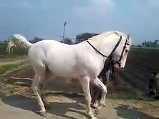 Funny Horse Dance Videos 2016 | Popular funny videos