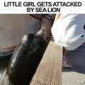 Drame évité de peu au zoo : un lion de mer attrape une fillette