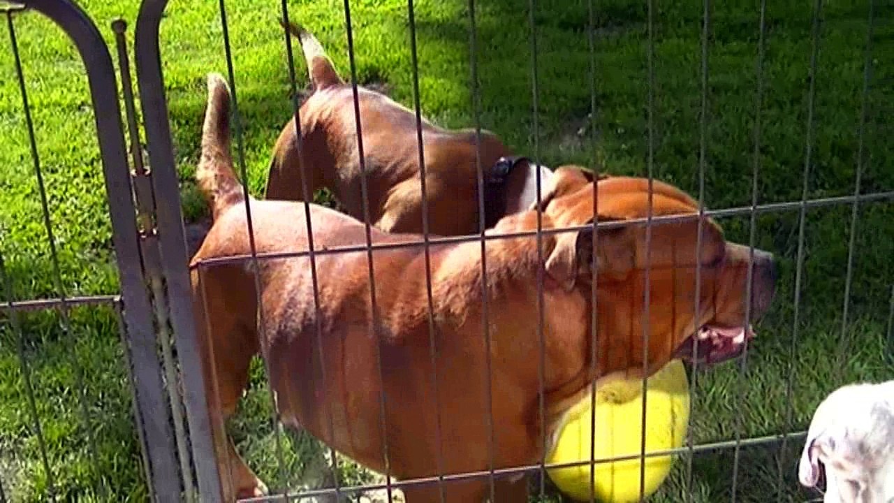 26.2 HONDJE VAN GOD de STAFFORDLAND et sa fille LUNA
