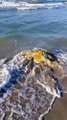 Barletta: trovata tartaruga marina morta spiaggiata