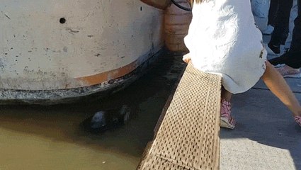 Moment horrifiant! une petite fille se retrouve tirée dans l'eau par un phoque