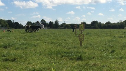 Championnat de France de chiens de troupeaux