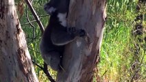 Cute Koalas Playing  Funn