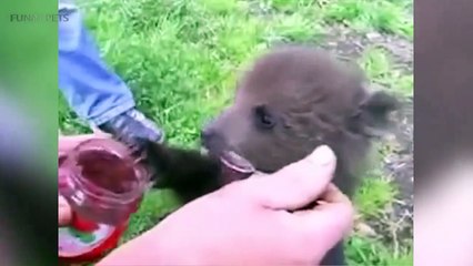 Cute Bear Cubs  Funny Baby Beets]
