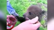 Cute Bear Cubs  Funny Baby Beets]
