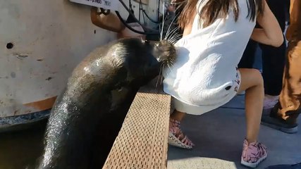 Un lion de mer envoie une fillette à l'eau.