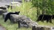 Cute Bear Cubs  Funny Baby By Pets]