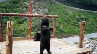 CuFunny Baby Bears Playing [Funny Pets]