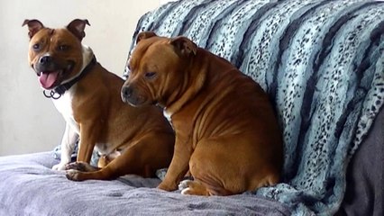 28.1 LUNA & son Papa HONDJE VAN GOD de STAFFORDLAND