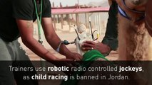 Jordanians flock for fame and glory in camel races