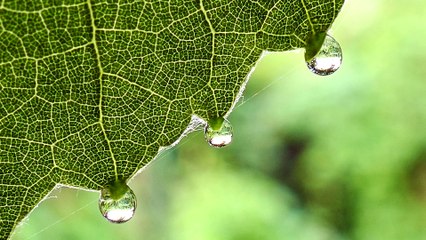 Close-up view of transpiration by leaf -Full HD released by NCV