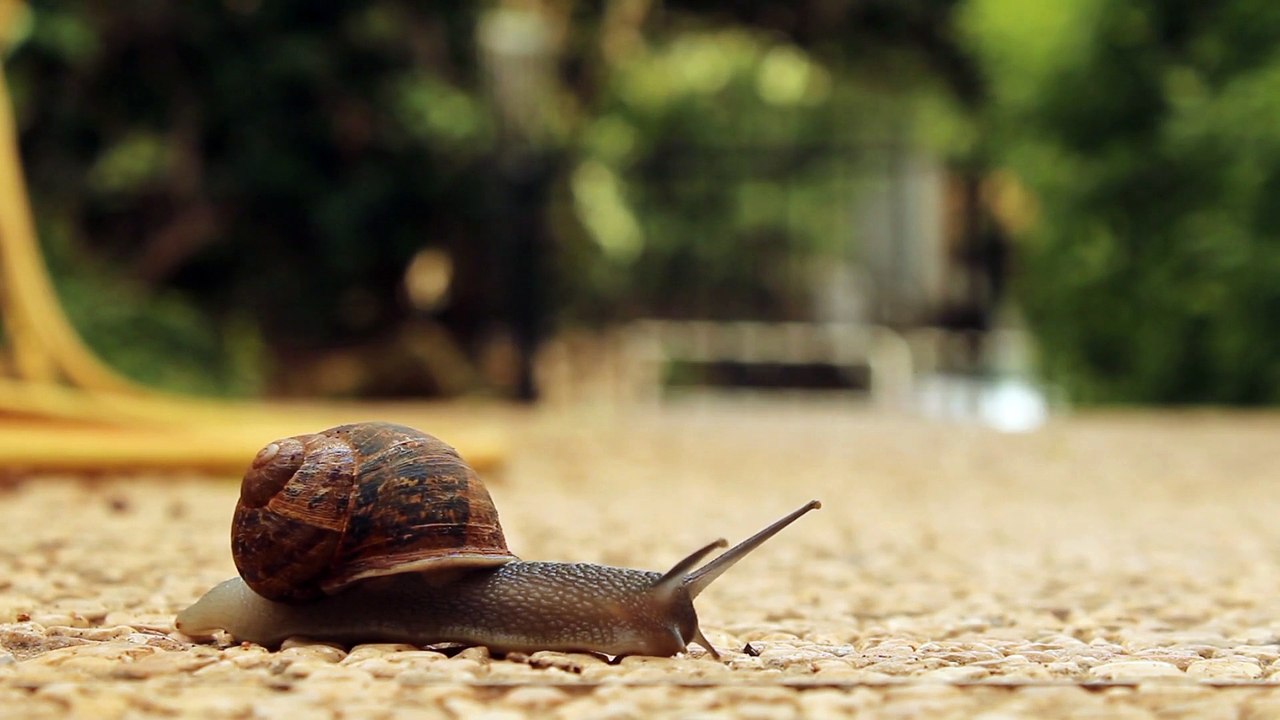 Snail crossing the road-Full HD released by NCV