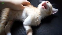 Funny Bread Cat Videos Comp