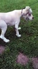 6 godina je proveo zaključan u štali okružen zemljom i izmetom. Njegova transformacija će vas ostaviti bez riječi!