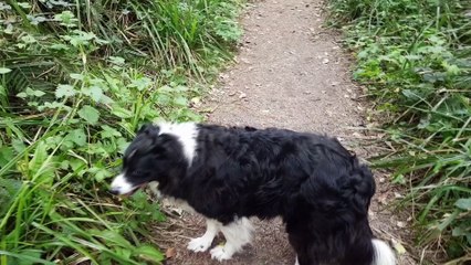 My collie dog Luna and me taking a walk round Courtown woods (Co.Wexford / Ireland)