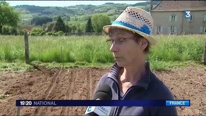 Saône-et-Loire : un éleveur bovin en fuite abattu par des gendarmes