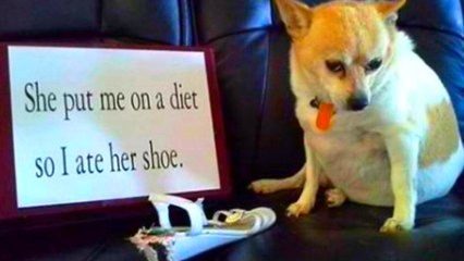 What's the craziest thing your pet ever did?