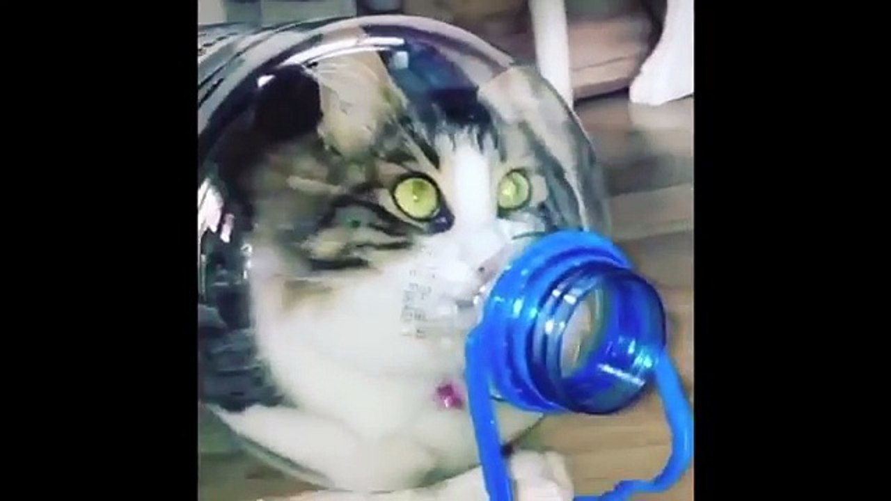 Cat in a Bottle