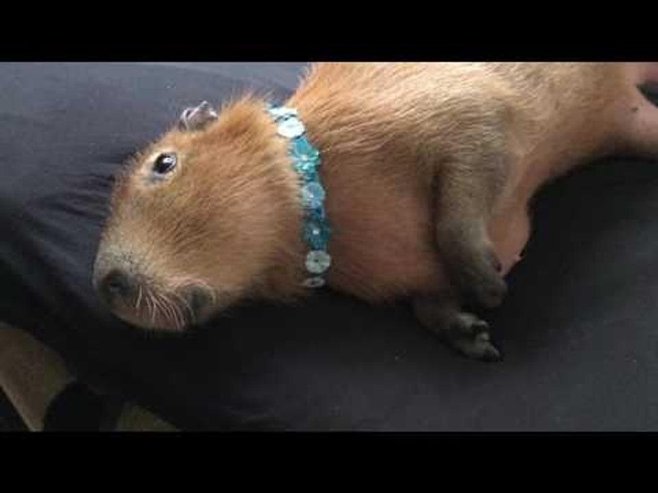 Pampered Capybara Loves Massage