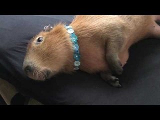 Pampered Capybara Loves Massage