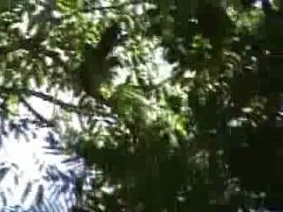 Découverte du chemin du bagne des Anamites