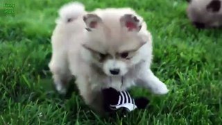 Cute Dogs in Swings Compilation 2015qq