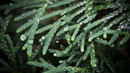 Cendrine Marrouat Photography: Droplets