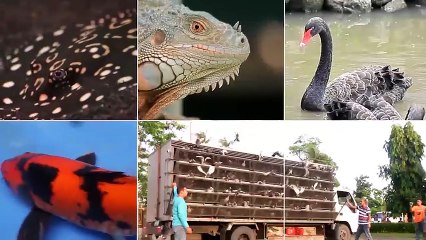 Alagang Magaling S6 EP11 - LOADING