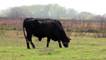 Nissan GT-R vs. Hennesey Cadillac Escalade
